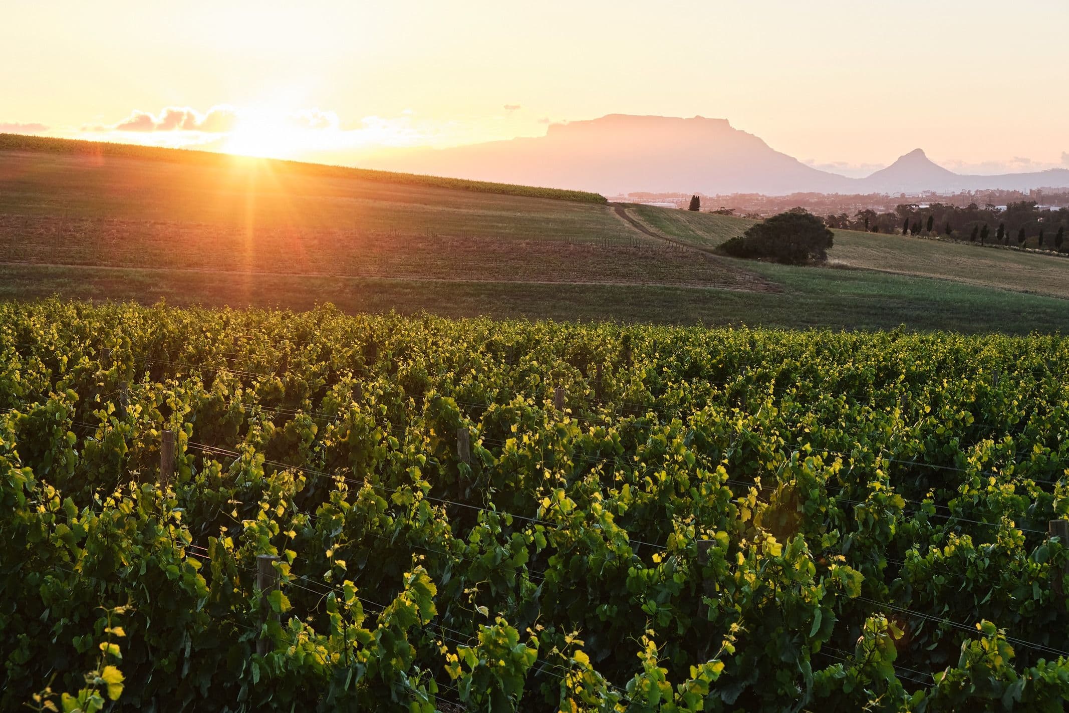 Shop Hazendal Estate Wines